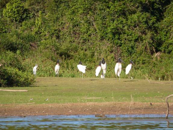Grupo de tuiuius na margem do Rio Cuiabá, região de Porto Jofre, no final da rodovia Transpantaneira, no Pantanal Norte, no Mato Grosso